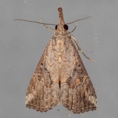 Hypena minualis by (c) Victor Engel, some rights reserved (CC BY), uploaded by Victor Engel. Used under a CC-BY license.