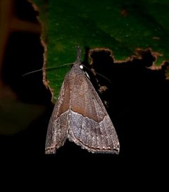 Hypena porrectalis by (c) Rainer Deo, some rights reserved (CC BY), uploaded by Rainer Deo. Used under a CC-BY license.