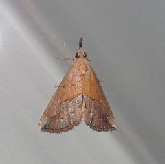 Hypena porrectalis by no rights reserved, uploaded by Kahio Tiberio Mazon. Used under a CC0 license.