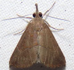 Hypena porrectalis by no rights reserved, uploaded by kcthetc1. Used under a CC0 license.