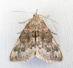 Hypena vega by (c) jimeckert49, some rights reserved (CC BY). Used under a CC-BY license.