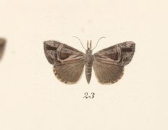 Hypena vetustalis by no rights reserved, uploaded by Andreas Manz. Used under a CC0 license.