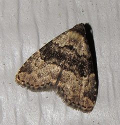 Dyspyralis illocata by (c) Nick Block, some rights reserved (CC BY), uploaded by Nick Block. Used under a CC-BY license.