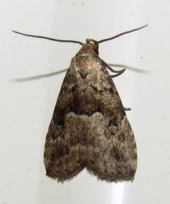 Hypenodes franclemonti by (c) Nick Block, some rights reserved (CC BY), uploaded by Nick Block. Used under a CC-BY license.
