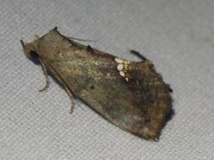 Hypocalinae by (c) Sam Kieschnick, some rights reserved (CC BY), uploaded by Sam Kieschnick. Used under a CC-BY license.