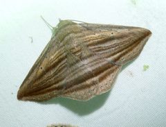 Itomia opistographa by (c) gailhampshire, some rights reserved (CC BY). Used under a CC-BY license.