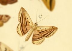 Itomia opistographa by no rights reserved, uploaded by Andreas Manz. Used under a CC0 license.