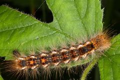 Euproctis chrysorrhoea by (c) Drepanostoma, some rights reserved (CC BY), uploaded by Drepanostoma. Used under a CC-BY license.