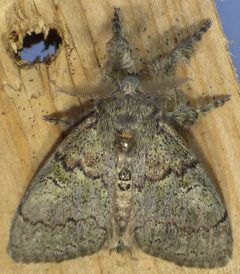 Dasychira vagans by no rights reserved, uploaded by kcthetc1. Used under a CC0 license.