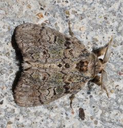 Dasychira vagans by (c) Andy Reago & Chrissy McClarren, some rights reserved (CC BY). Used under a CC-BY license.