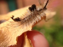 Dasychira vagans by (c) Bea Leiderman, some rights reserved (CC BY), uploaded by Bea Leiderman. Used under a CC-BY license.