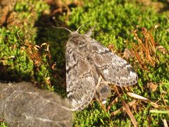 Gynaephora by (c) Doug Macaulay, some rights reserved (CC BY), uploaded by Doug Macaulay. Used under a CC-BY license.