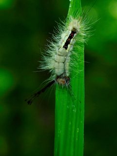 Orgyia leucostigma by (c) Michael J. Papay, some rights reserved (CC BY), uploaded by Michael J. Papay. Used under a CC-BY license.
