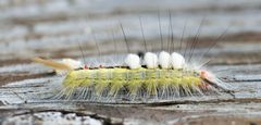 Orgyia leucostigma by no rights reserved, uploaded by Mirko Schoenitz. Used under a CC0 license.