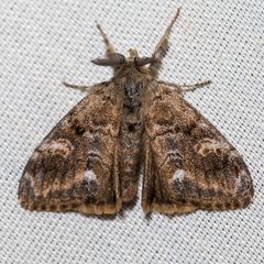 Orgyia vetusta by (c) Ken-ichi Ueda, some rights reserved (CC BY), uploaded by Ken-ichi Ueda. Used under a CC-BY license.
