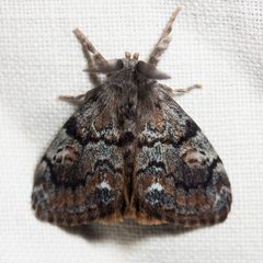 Orgyia vetusta by (c) Ken-ichi Ueda, some rights reserved (CC BY), uploaded by Ken-ichi Ueda. Used under a CC-BY license.