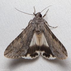 Melipotis jucunda by (c) Ken-ichi Ueda, some rights reserved (CC BY), uploaded by Ken-ichi Ueda. Used under a CC-BY license.
