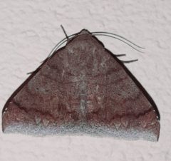 Mimophisma delunaris by (c) Arthur de Jesús Chavarría Pérez, some rights reserved (CC BY), uploaded by Arthur de Jesús Chavarría Pérez. Used under a CC-BY license.
