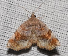 Pangrapta decoralis by (c) Andy Reago & Chrissy McClarren, some rights reserved (CC BY). Used under a CC-BY license.