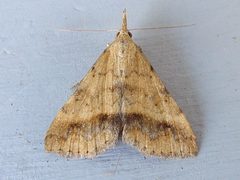 Phalaenophana extremalis by (c) jimeckert49, some rights reserved (CC BY). Used under a CC-BY license.
