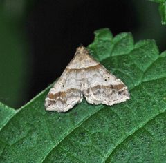 Phalaenophana pyramusalis by (c) Aaron Carlson, some rights reserved (CC BY), uploaded by Aaron Carlson. Used under a CC-BY license.