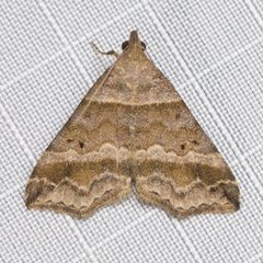 Phalaenophana pyramusalis by (c) Ken-ichi Ueda, some rights reserved (CC BY), uploaded by Ken-ichi Ueda. Used under a CC-BY license.