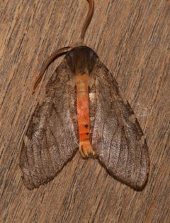 Pseudohemihyalea labecula by (c) Laura Gaudette, some rights reserved (CC BY), uploaded by Laura Gaudette. Used under a CC-BY license.