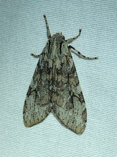 Pseudohemihyalea splendens by (c) Jared Shorma, some rights reserved (CC BY), uploaded by Jared Shorma. Used under a CC-BY license.