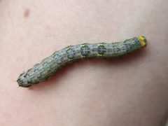 Rusicada privata by (c) Evan M. Raskin, some rights reserved (CC BY), uploaded by Evan M. Raskin. Used under a CC-BY license.