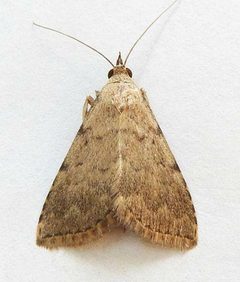 Arugisa punctalis by (c) jimeckert49, some rights reserved (CC BY). Used under a CC-BY license.
