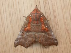 Scoliopteryginae by (c) Donald Hobern, some rights reserved (CC BY). Used under a CC-BY license.