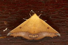 Scoliopteryginae by (c) dhfischer, some rights reserved (CC BY), uploaded by dhfischer. Used under a CC-BY license.