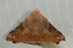 Scoliopteryginae by (c) dhfischer, some rights reserved (CC BY), uploaded by dhfischer. Used under a CC-BY license.