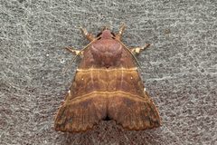 Scoliopteryginae by (c) dhfischer, some rights reserved (CC BY), uploaded by dhfischer. Used under a CC-BY license.