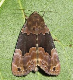 Scoliopteryginae by (c) David Dodd, some rights reserved (CC BY), uploaded by David Dodd. Used under a CC-BY license.