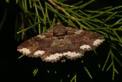 Zale lunata by (c) David George, some rights reserved (CC BY), uploaded by David George. Used under a CC-BY license.