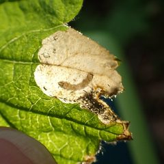 Eriocrania by (c) giantcicada, some rights reserved (CC BY), uploaded by giantcicada. Used under a CC-BY license.