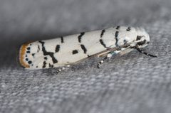 Ethmia delliella by no rights reserved, uploaded by Chrissy McClarren and Andy Reago. Used under a CC0 license.