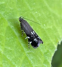 Anacampsis levipedella by (c) Sam Kieschnick, some rights reserved (CC BY), uploaded by Sam Kieschnick. Used under a CC-BY license.