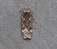 Anacampsis niveopulvella by (c) Jason Grant, some rights reserved (CC BY), uploaded by Jason Grant. Used under a CC-BY license.