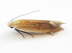 Anacampsis paltodoriella by (c) jimeckert49, some rights reserved (CC BY). Used under a CC-BY license.