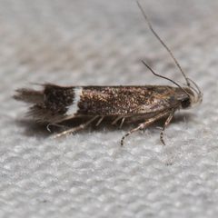 Aproaerema nigrella by (c) Ken-ichi Ueda, some rights reserved (CC BY), uploaded by Ken-ichi Ueda. Used under a CC-BY license.