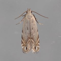 Battaristis concinnusella by (c) Victor Engel, some rights reserved (CC BY), uploaded by Victor Engel. Used under a CC-BY license.