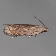 Battaristis concinnusella by (c) Victor Engel, some rights reserved (CC BY), uploaded by Victor Engel. Used under a CC-BY license.