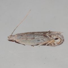 Battaristis concinnusella by (c) Victor Engel, some rights reserved (CC BY), uploaded by Victor Engel. Used under a CC-BY license.
