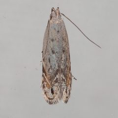 Battaristis concinnusella by (c) Victor Engel, some rights reserved (CC BY), uploaded by Victor Engel. Used under a CC-BY license.