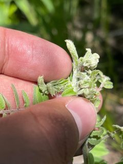 Anacampsis psoraliella by (c) Brandon Corder, some rights reserved (CC BY), uploaded by Brandon Corder. Used under a CC-BY license.