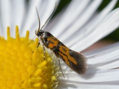Chrysoesthia drurella by (c) Dimitǎr Boevski, some rights reserved (CC BY), uploaded by Dimitǎr Boevski. Used under a CC-BY license.