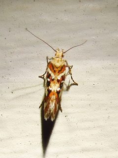 Aristotelia elegantella by (c) Annika Lindqvist, some rights reserved (CC BY), uploaded by Annika Lindqvist. Used under a CC-BY license.