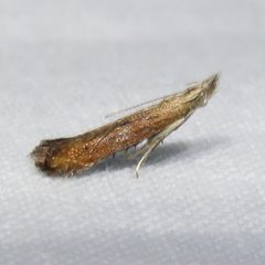 Isophrictis anteliella by (c) Dan MacNeal, some rights reserved (CC BY), uploaded by Dan MacNeal. Used under a CC-BY license.